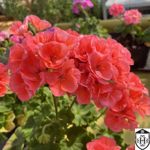 Pelargonium 'Bold Flame' - Pelargoon 'Bold Flame' P9/0,55L